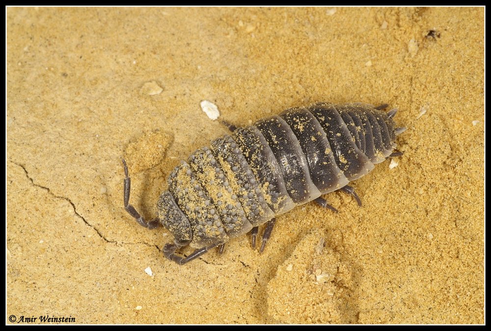 Isopoda d''Israele - More species